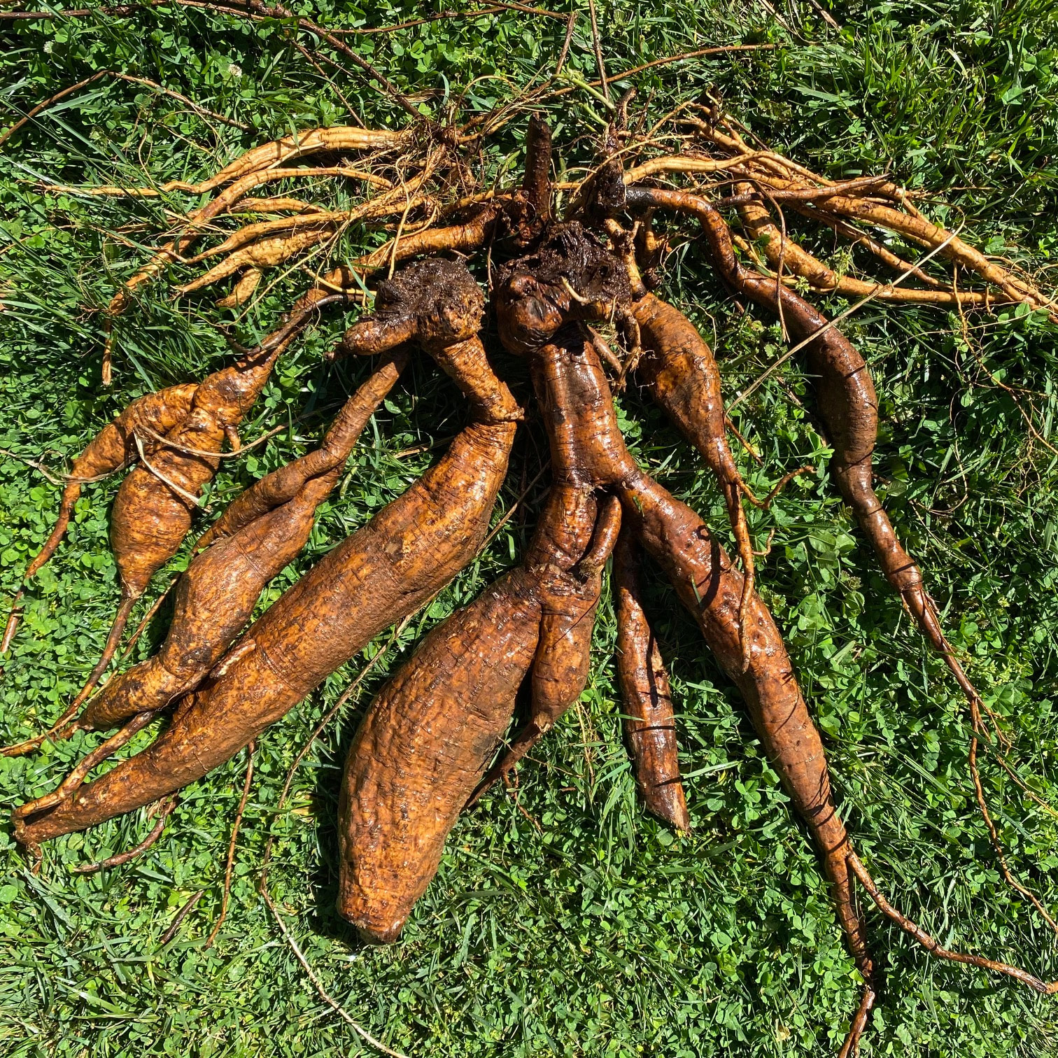Organic kudzu root extract, kudzu root tincture, Pueraria lobata ...
